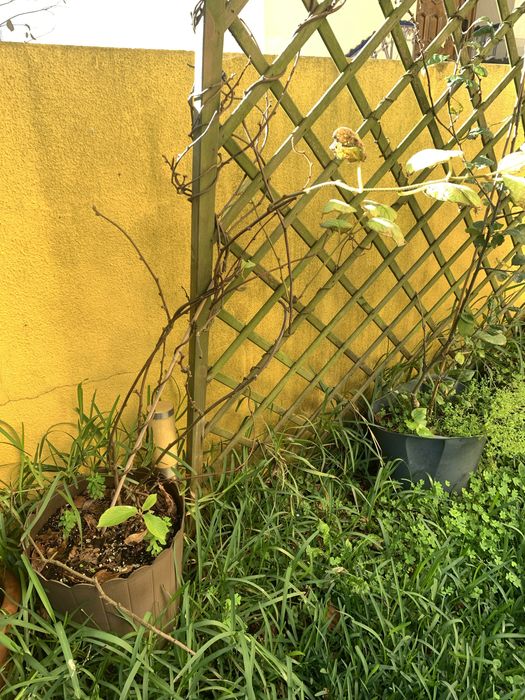 Vendo plantas / arvores frutiferas em vaso