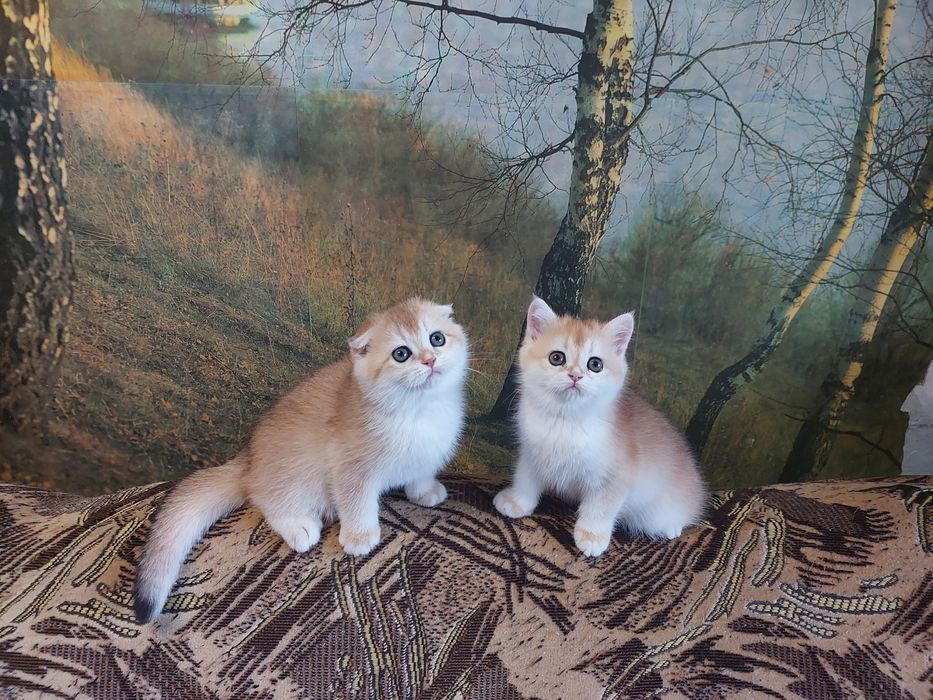 Золота шиншилла красунчики