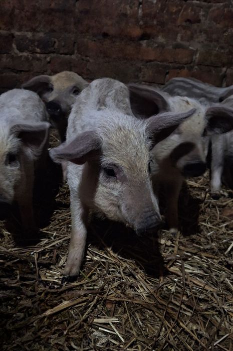 Поросятка Мангал