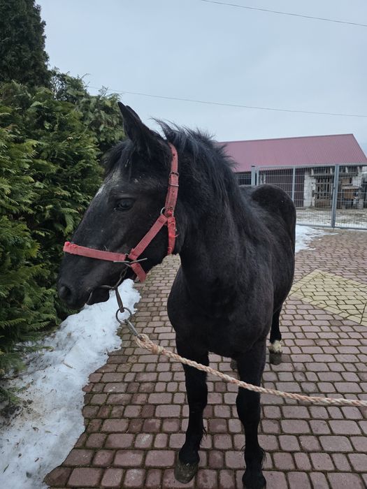 Źrebica 10 miesięczna