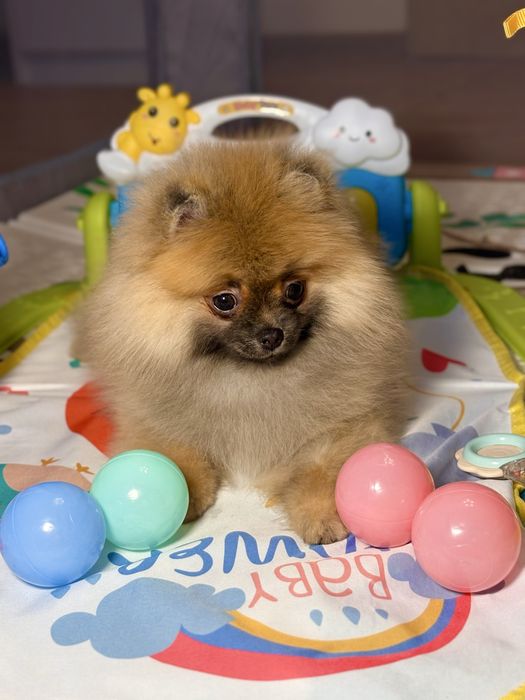 Szpic miniaturowy sunia – cudowny miś, ruda ślicznotka!