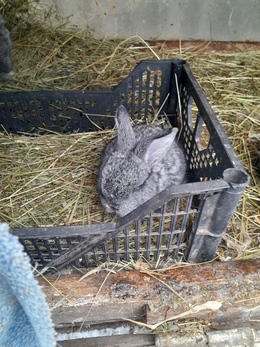 Продам,або обміняю кролів