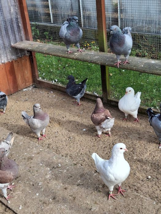 Gołębie kingi młode 2025 i z rozplodu