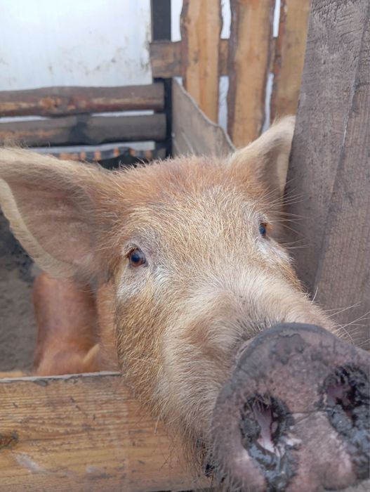 Поросята,свині дюрок мангалица