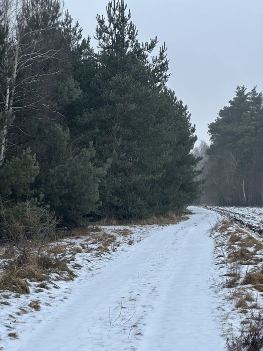 WYJĄTKOWE!!!Sprzedam 3 działki z lasem .Nowy MPZP.