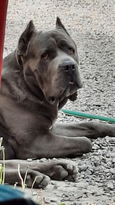 Кобель Кане Корсо для вязки