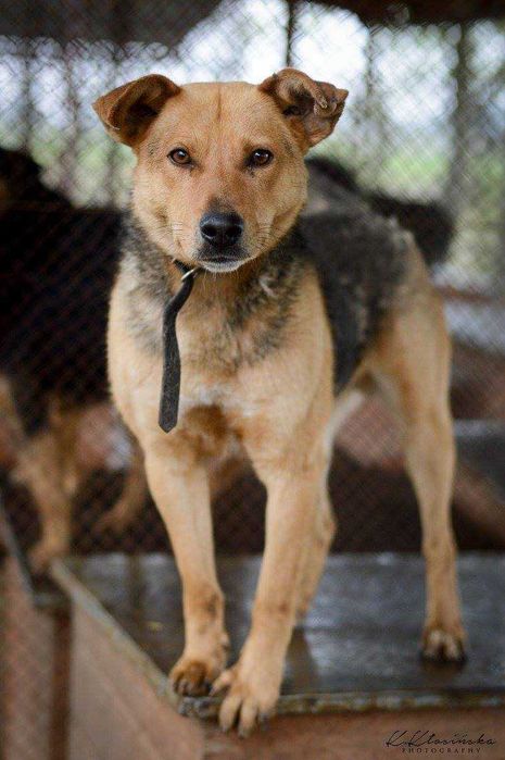 Aron - spokojny psiak szuka kochającego domu!