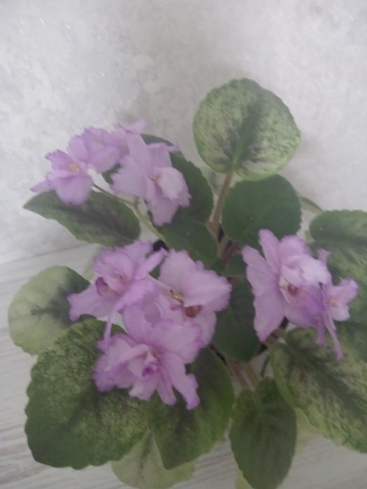 Кімната рослина #фіалка#