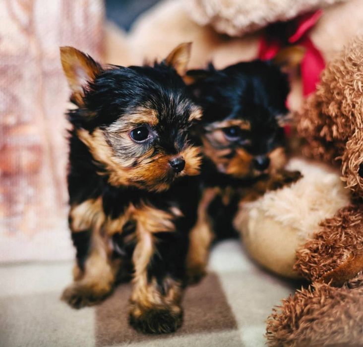 Міні йорки для в"язки, КСУ!!!