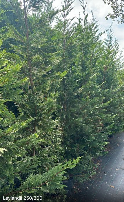 Cupressus Leylandii 100-150CM-200CM - 300CM