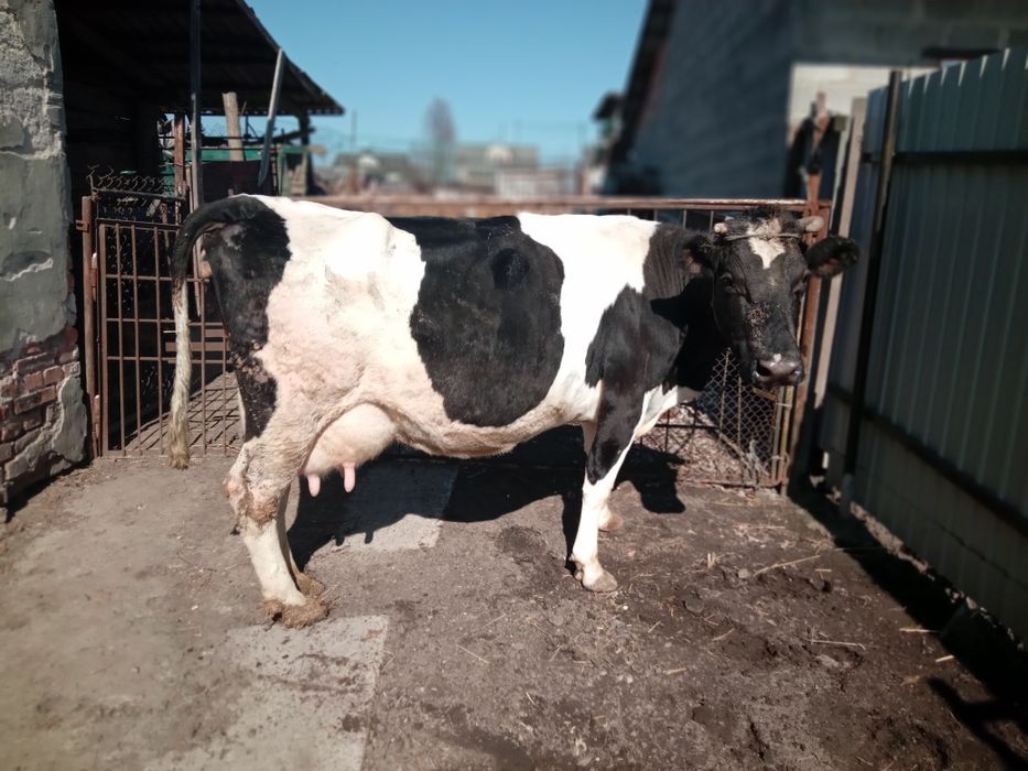 Продам добру корову