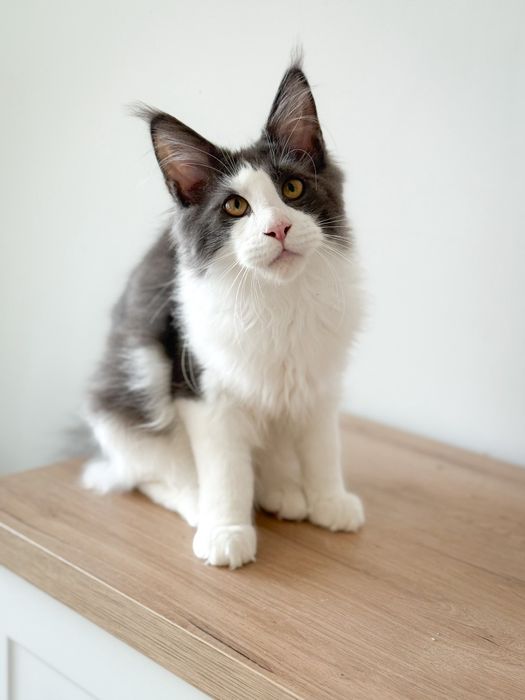 Śliczny kocurek Maine Coon