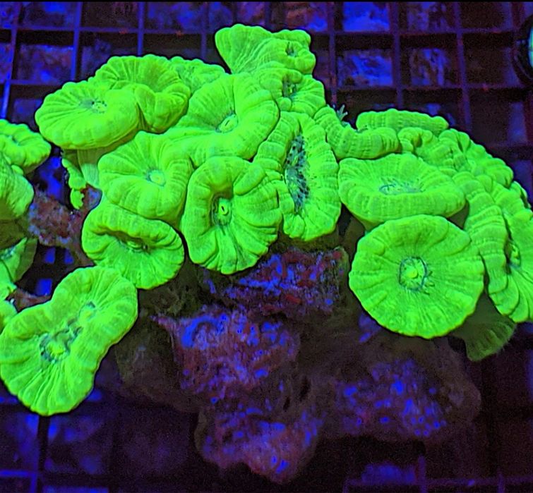 Caulastrea fluo green koralowce