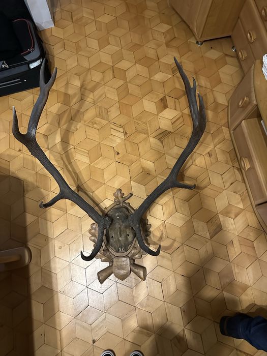 Poroże jelenia zrzut rogi 83 cm