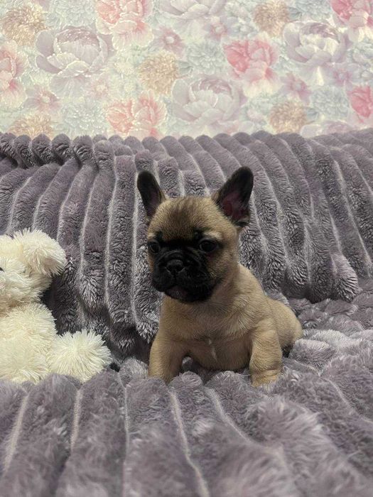 Житомир. Цуценя (хлопчик) міні французький бульдог