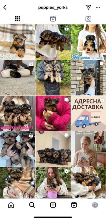 Маленькі йорки хлопчики та дівчатка