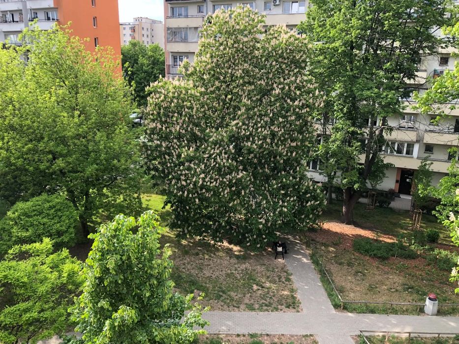 Wynajmę mieszkanie