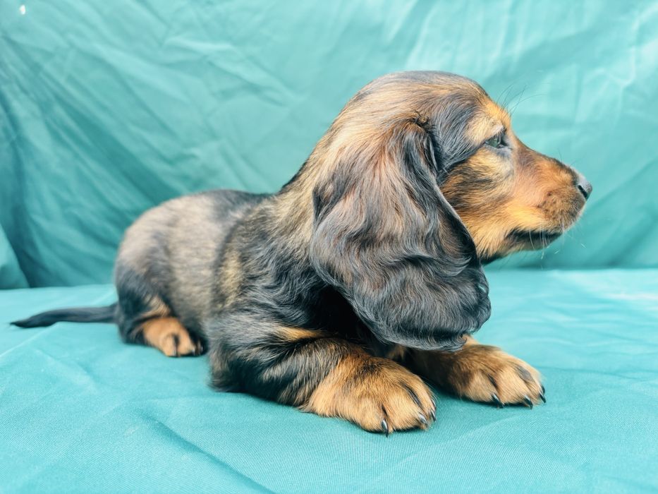 Jamnik długowłosy Standard