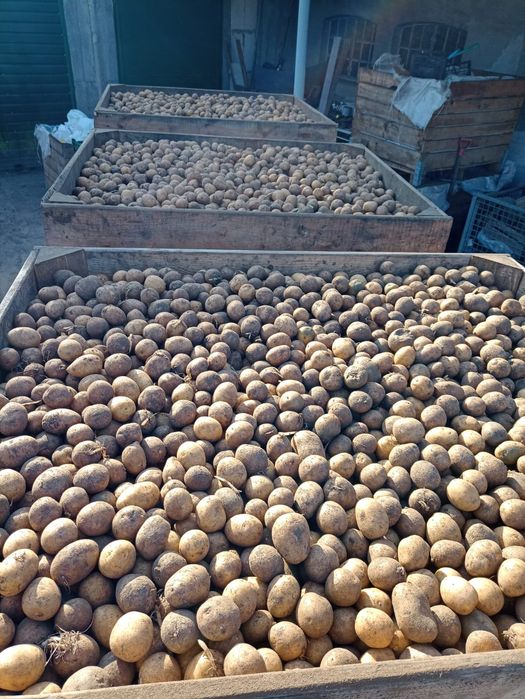 Ziemniaki wielkość sadzeniaka odmiana GALA