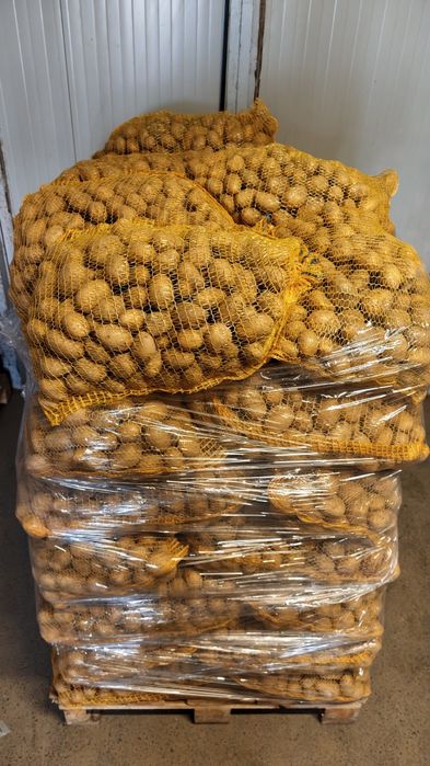 Ziemniaki wielkość sadzeniak