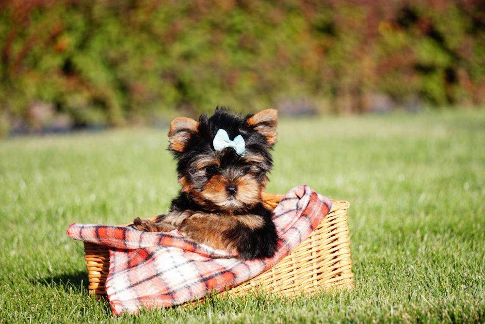 Йорк із душею поета!