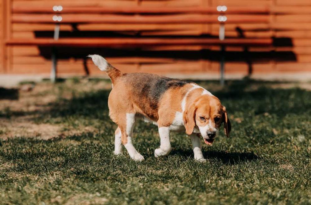 Kontaktowy, towarzyski Daktyl w typie Beagle poleca się do adopcji!!!