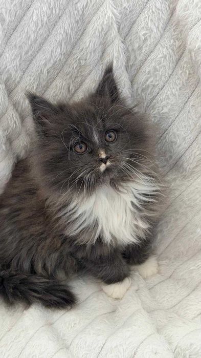 gatinha   MAINE COON