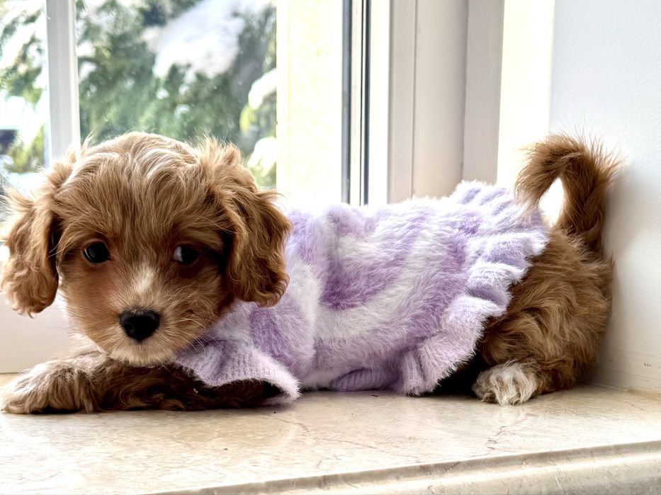 Мальтіпу F1- міні дівчинка