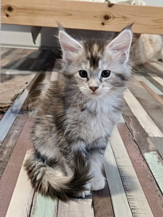 Cudna kotka Maine Coon