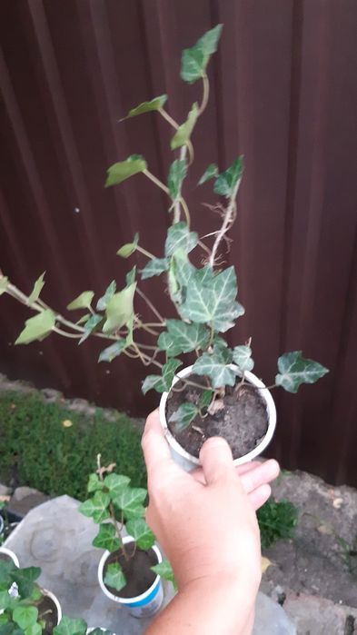 Плющ уличный Хедера вечнозелённый