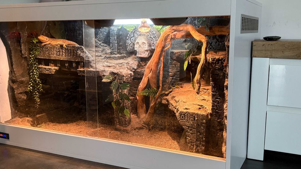 Agama brodata z terrarium