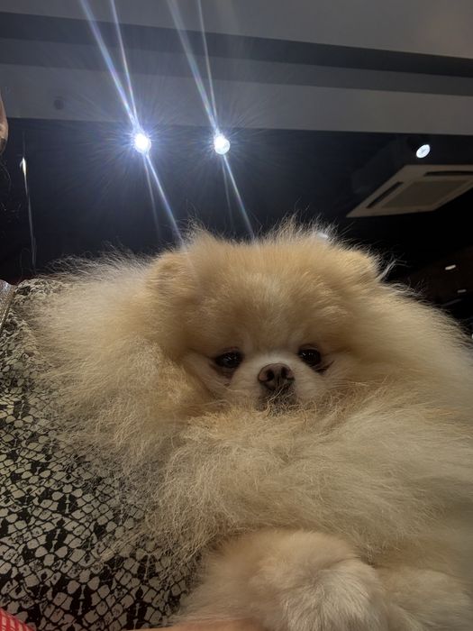 Померанчик только в любимцы