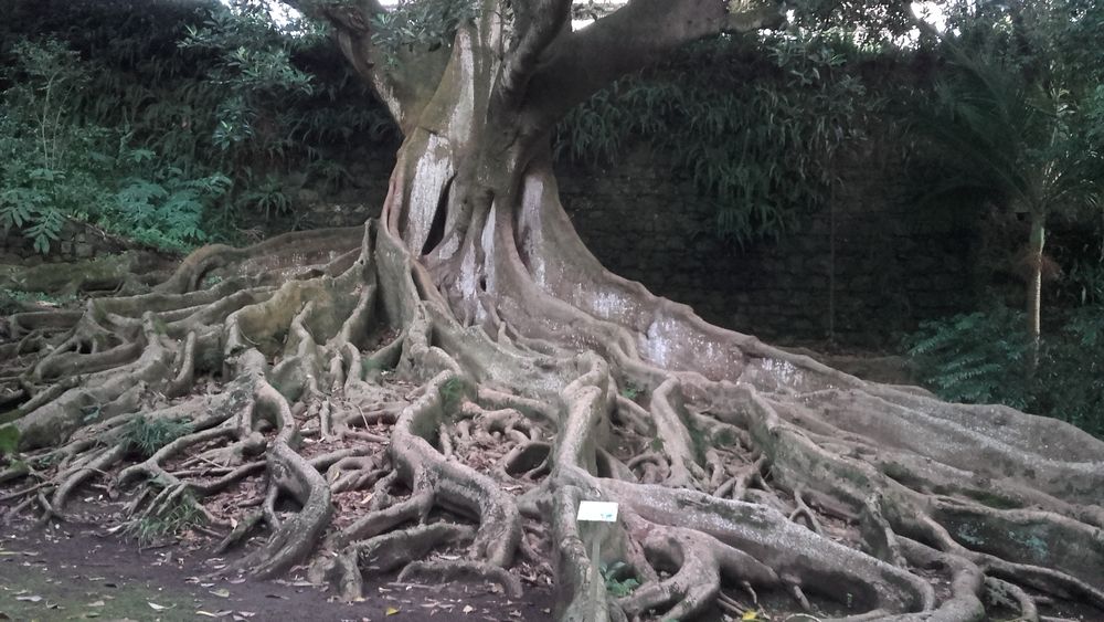 Lenha seca e boa  com entrega