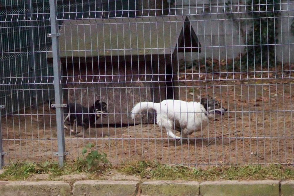 Łaciatek Marshall szuka wspaniałego domu!