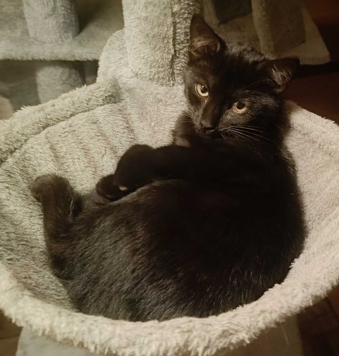 Kotka do adopcji – urodzona 26 kwietnia 2025