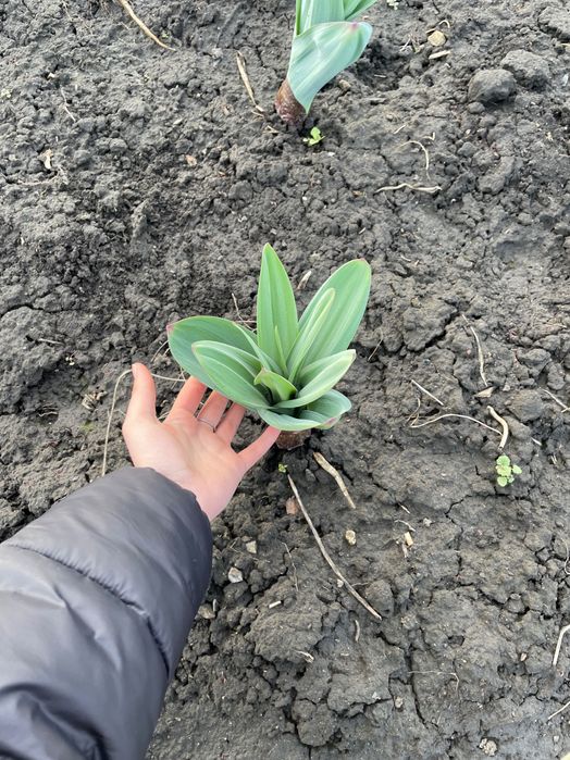 Часник Великоплідний Суворовський