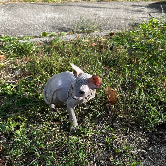 Шукаємо люблячих господарів для донських сфінксів!