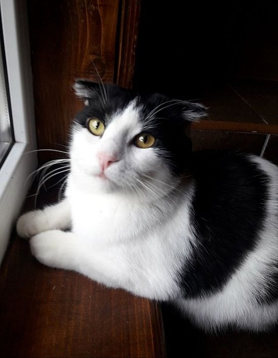 Отдам молодого кота