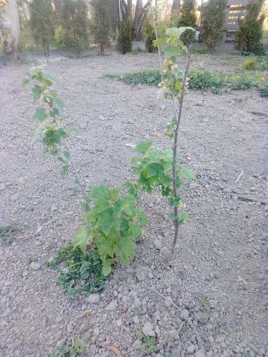 Porzeczka czarna czerwona sadzonki owocujące