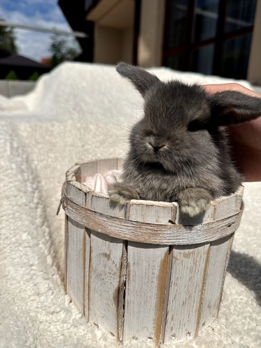 Króliki Mini Lop BunnyHop