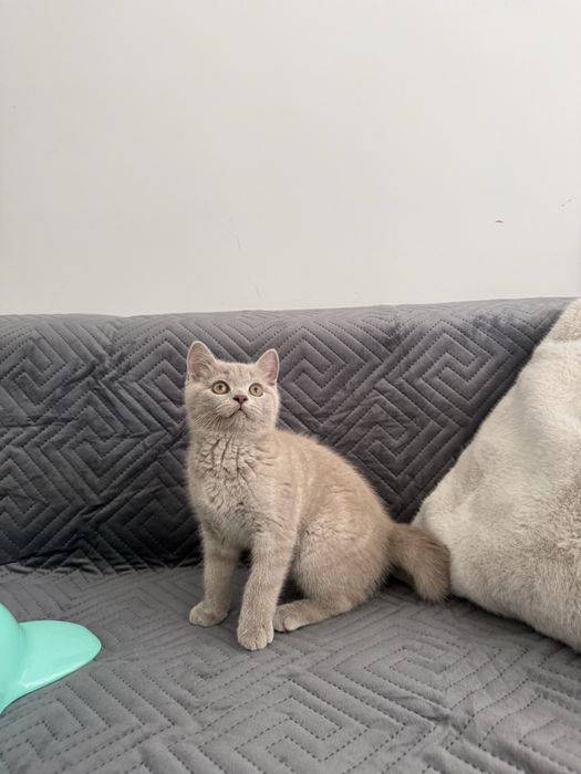 Kot kocur brytyjski liliowy