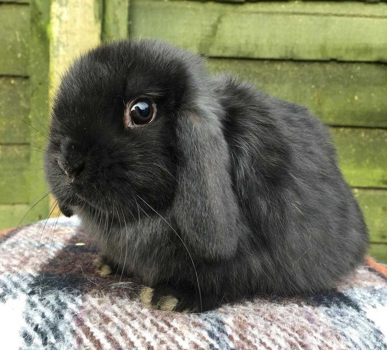 KIT Coelhos anões orelhudos(mini loop) super dóceis e inteligentes