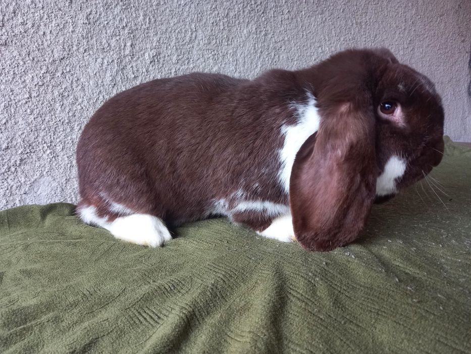 Продам/обміняю  кроликів французький баран