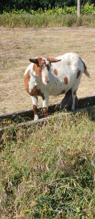Troco cabras por ovelhas