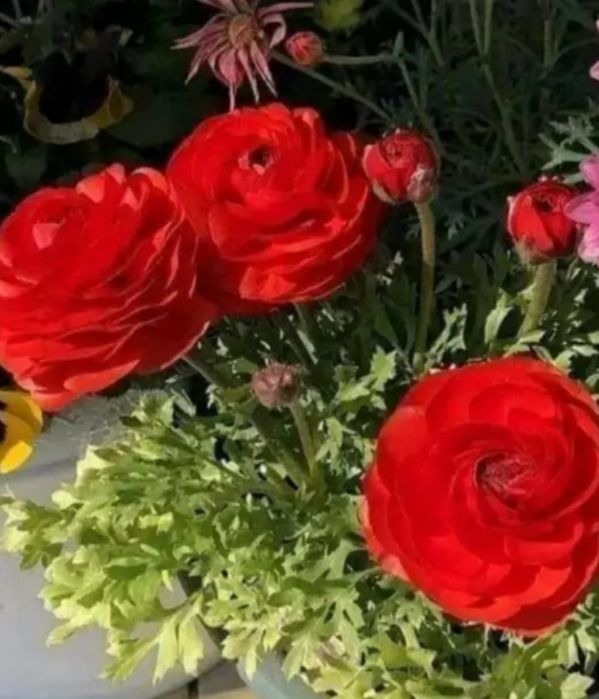 Продам ранунклюси лютики