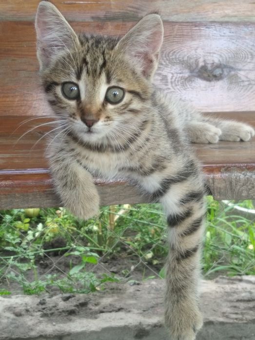 Котята ищут семью