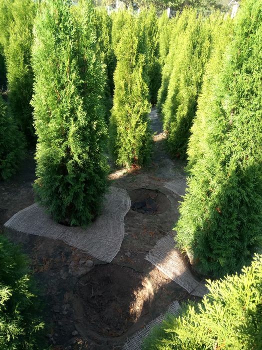 Tuja,thuja,tuje, thuje szmaragd140- 150cm