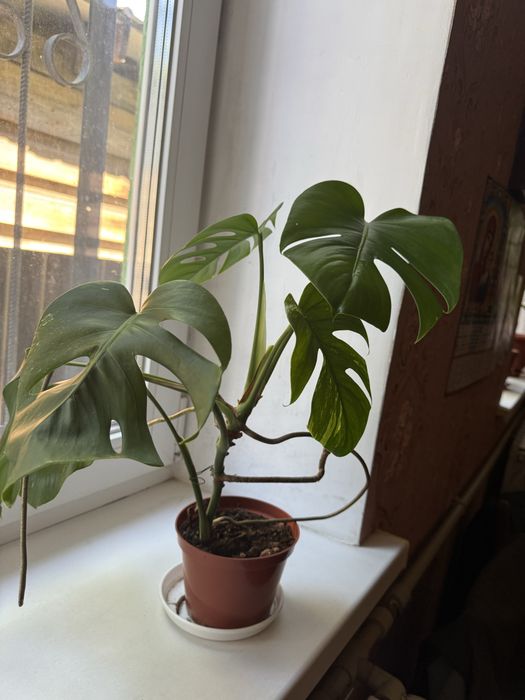 Монстера варієгатна Variegata
