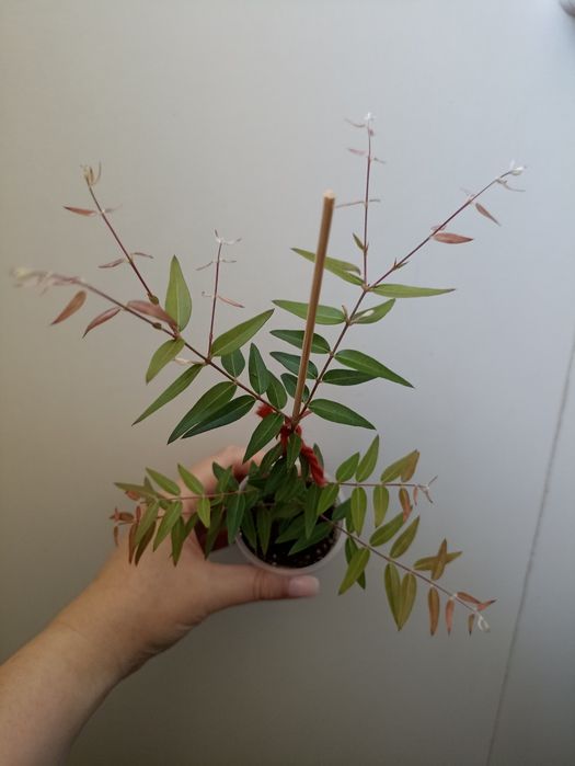 Астромiртус/ родина мiртових