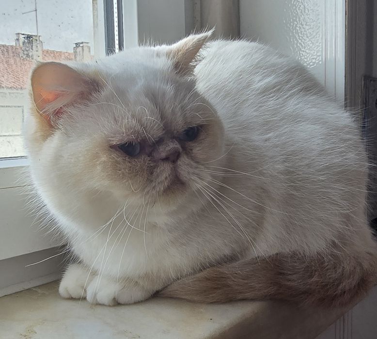 Gatinha Himalaia red point